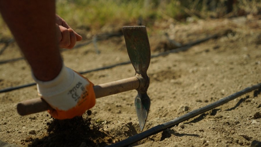 Çandır Fasulyesi Toprakla Buluştu
