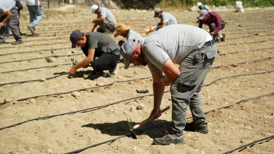 Çandır Fasulyesi Toprakla Buluştu