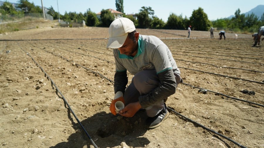Çandır Fasulyesi Toprakla Buluştu