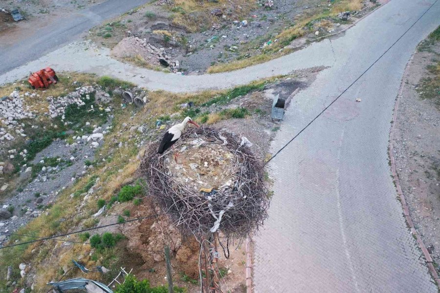 Kocasinan’da Leylek Yuvaları Misafirlerini Ağırlıyor