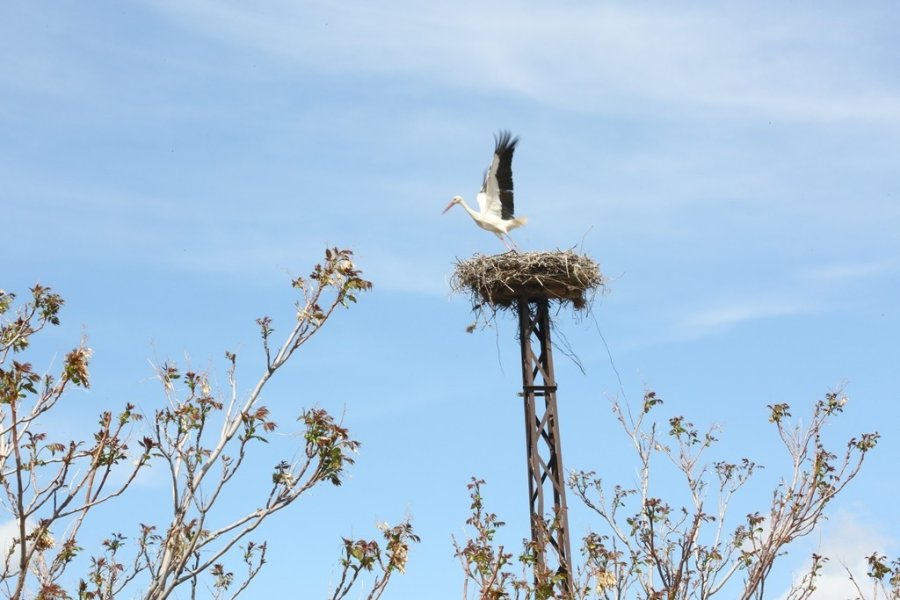 Kocasinan’da Leylek Yuvaları Misafirlerini Ağırlıyor