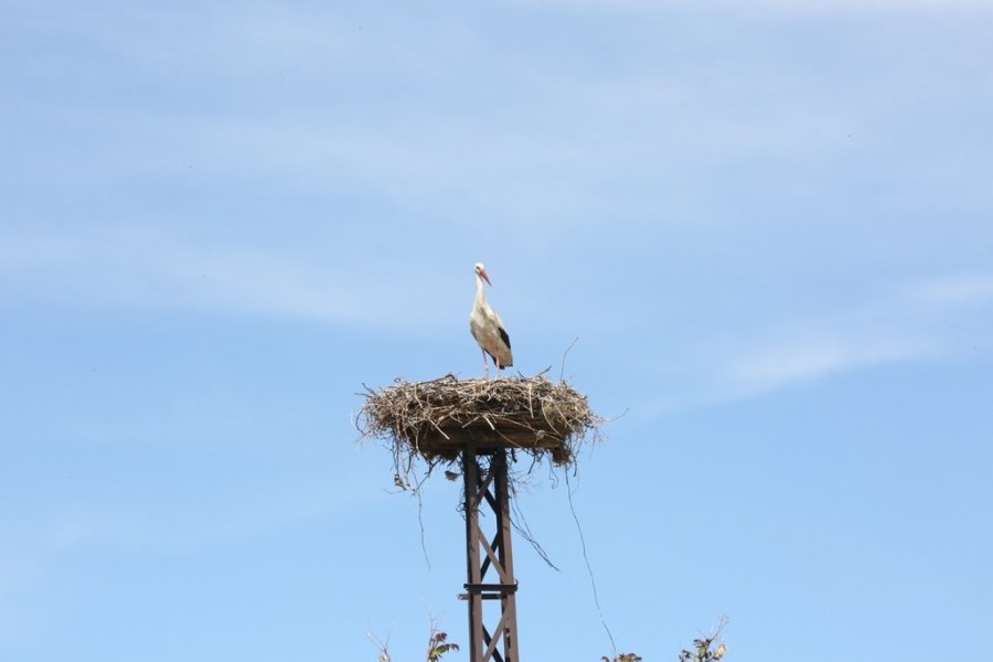 Kocasinan’da Leylek Yuvaları Misafirlerini Ağırlıyor