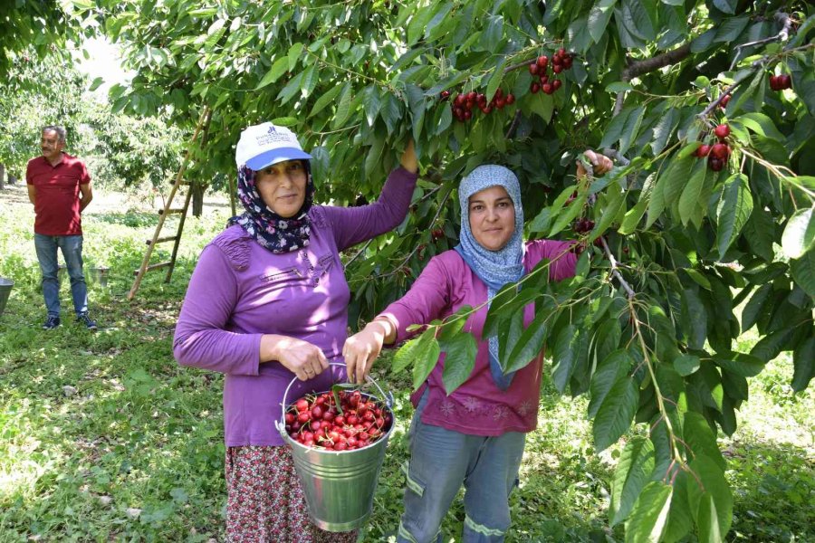 Napolyon Türü Kirazlar Üreticinin Yüzünü Güldürüyor