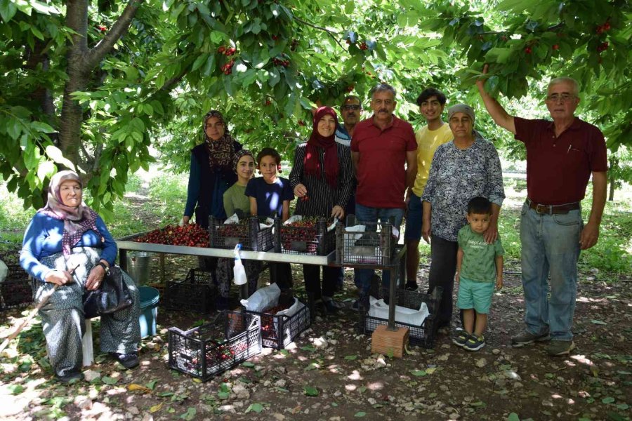 Napolyon Türü Kirazlar Üreticinin Yüzünü Güldürüyor