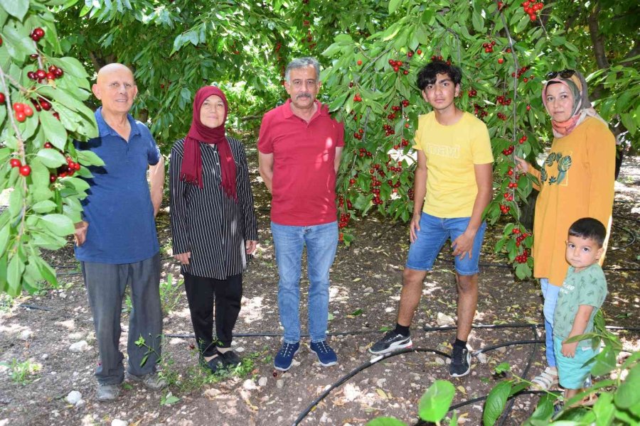 Napolyon Türü Kirazlar Üreticinin Yüzünü Güldürüyor