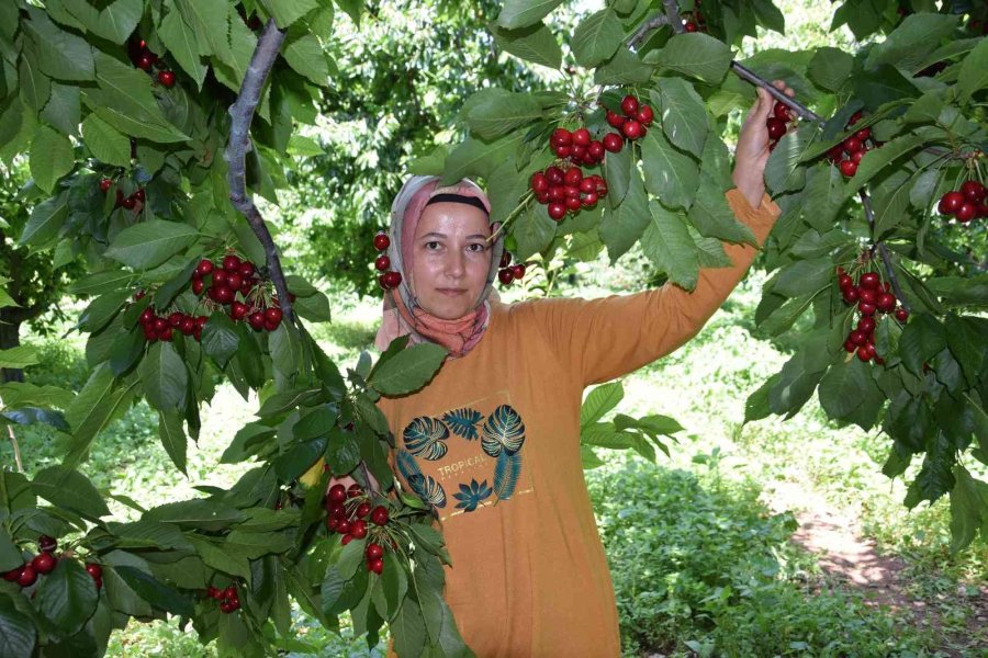 Napolyon Türü Kirazlar Üreticinin Yüzünü Güldürüyor
