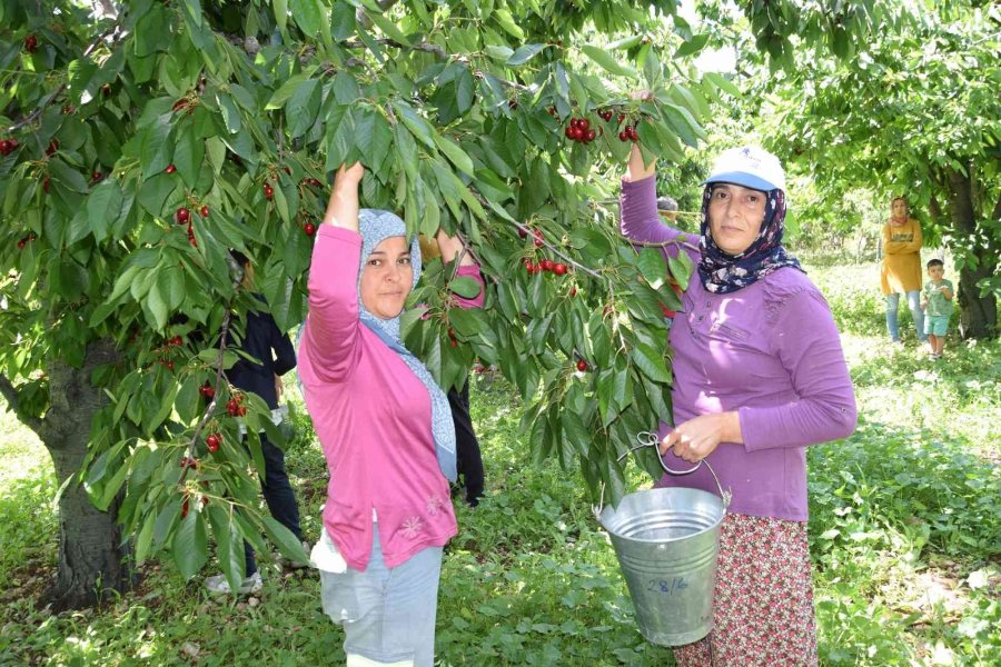 Napolyon Türü Kirazlar Üreticinin Yüzünü Güldürüyor