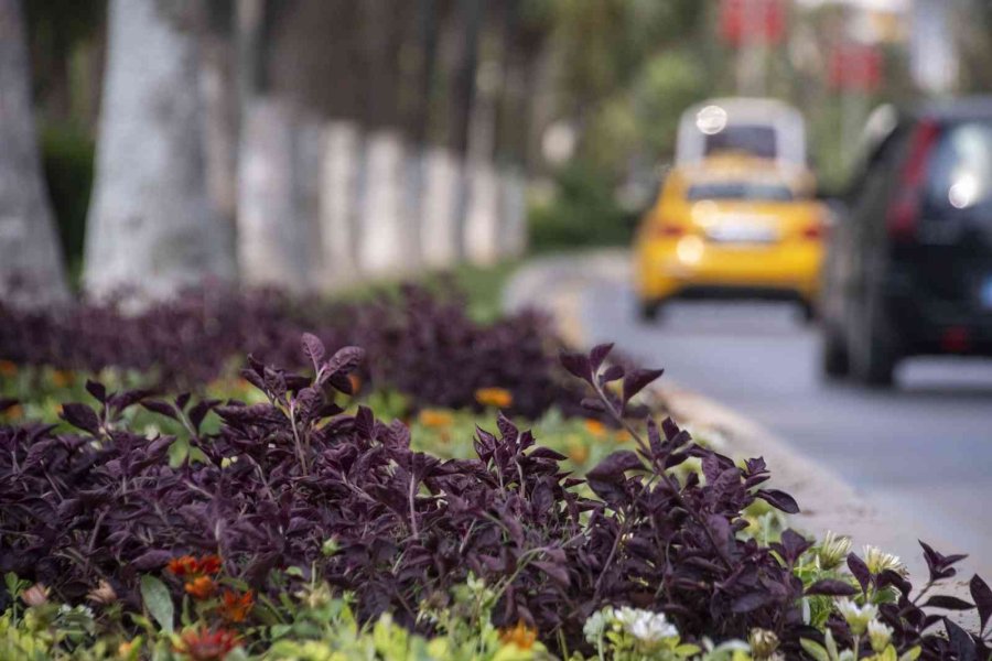 Kavşak Ve Refüjler Artık Daha Yeşil