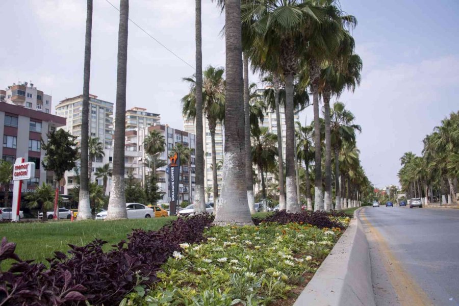 Kavşak Ve Refüjler Artık Daha Yeşil