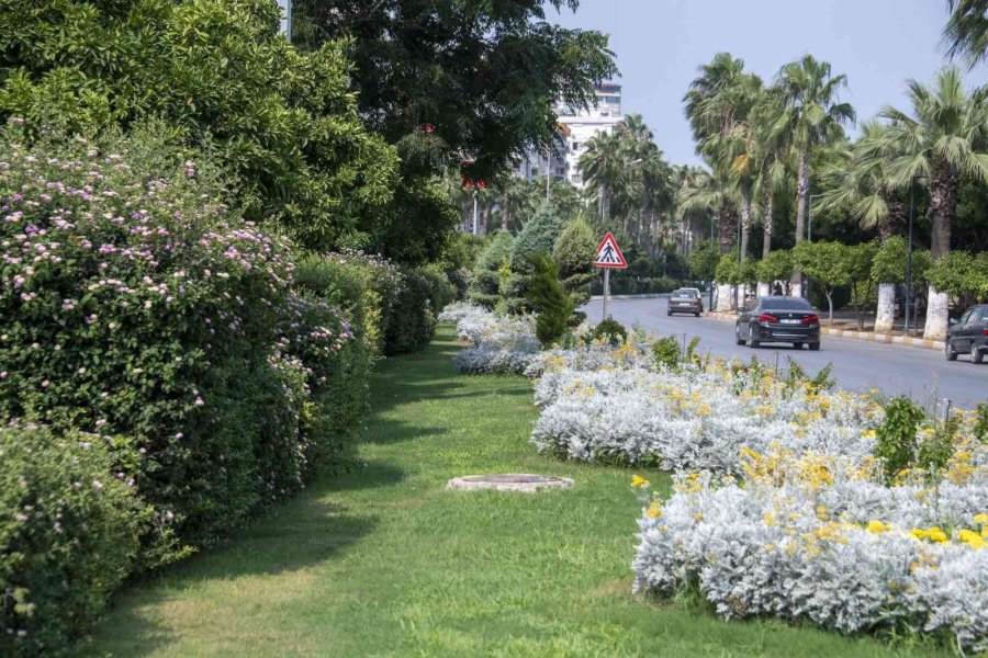 Kavşak Ve Refüjler Artık Daha Yeşil