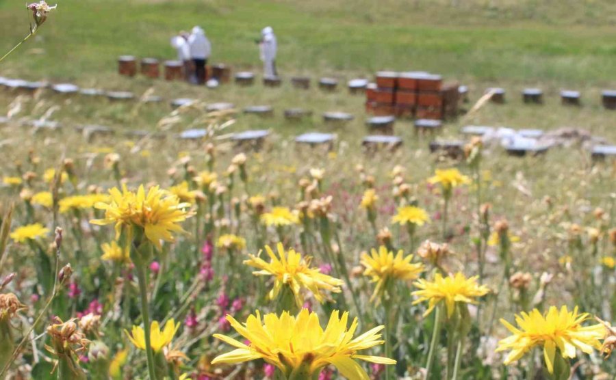 İtalyan Şef, 2 Bin 500 Rakımda Dünya Birincisi Balla Tatlı Yaptı