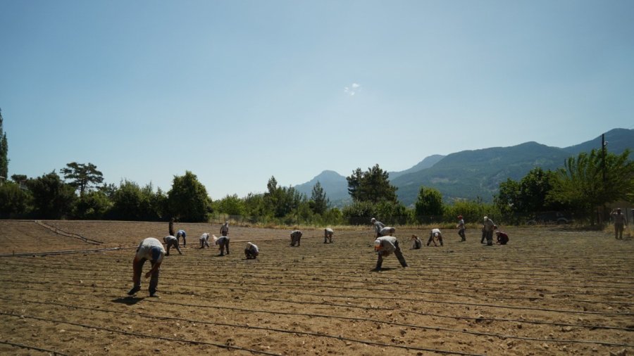 Çandır Fasulyesi Toprakla Buluştu