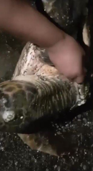 Yumurta Bırakmak İçin Kıyıya Gelen Caretta Caretta Misinaya Dolandı