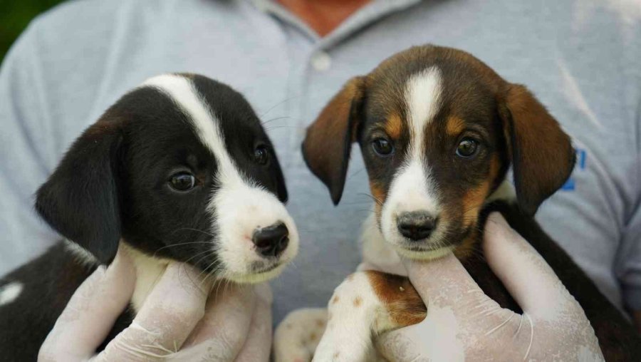 Başkan Esen: “sokak Hayvanlarının Kısırlaştırma İşlemini Planlı Bir Şekilde Sürdürüyoruz”