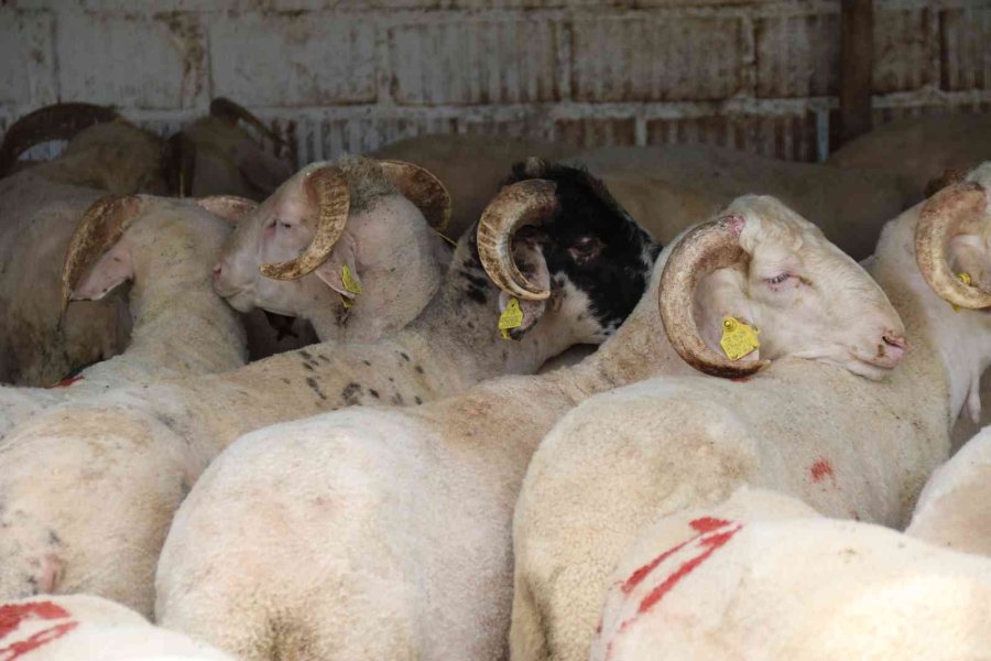 Her Bütçeye En Uygunu Küçükbaş Havan