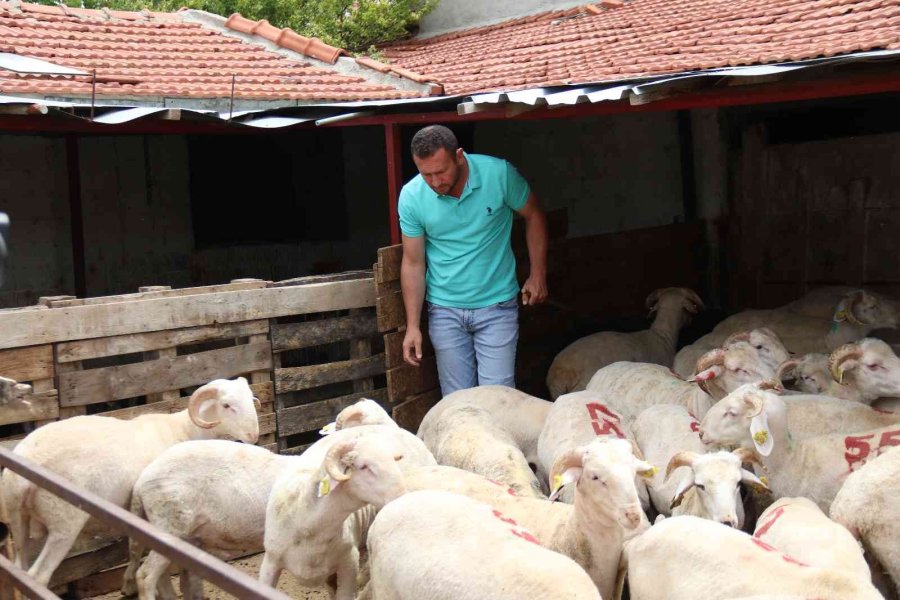 Her Bütçeye En Uygunu Küçükbaş Havan