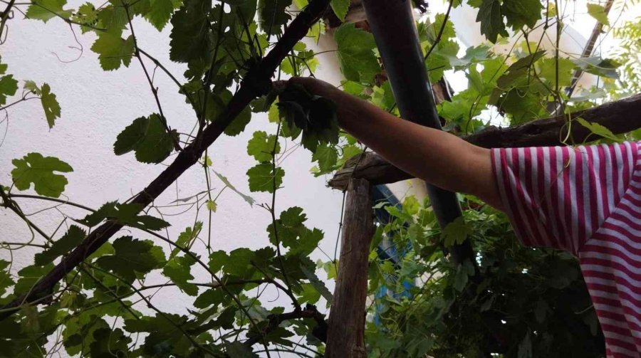 Salamura İçin Yapraklar Demetlenmeye Başlandı