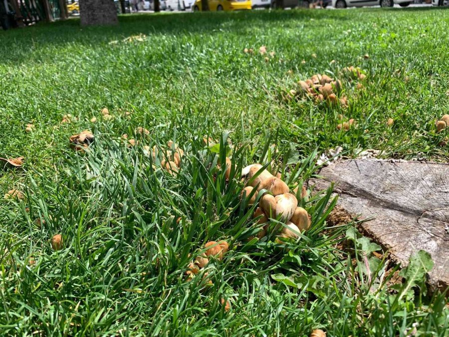 Şehir Merkezi Mantarlarla Doldu