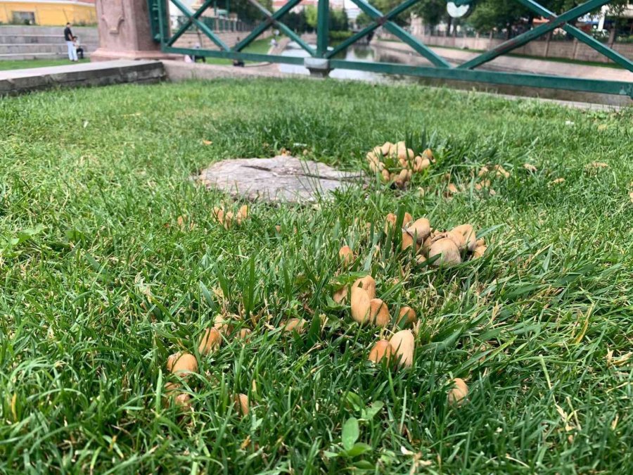 Şehir Merkezi Mantarlarla Doldu