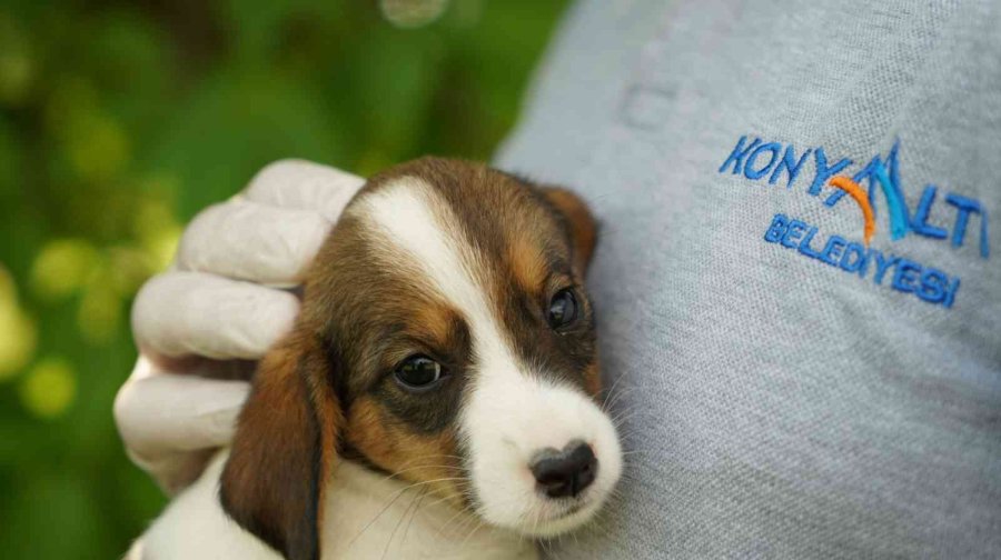 Başkan Esen: “sokak Hayvanlarının Kısırlaştırma İşlemini Planlı Bir Şekilde Sürdürüyoruz”