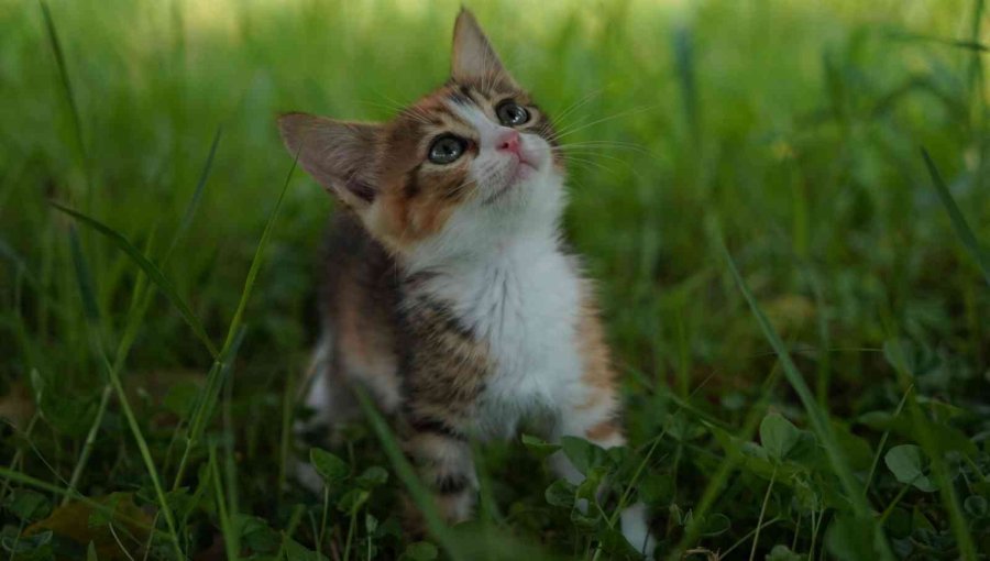 Başkan Esen: “sokak Hayvanlarının Kısırlaştırma İşlemini Planlı Bir Şekilde Sürdürüyoruz”