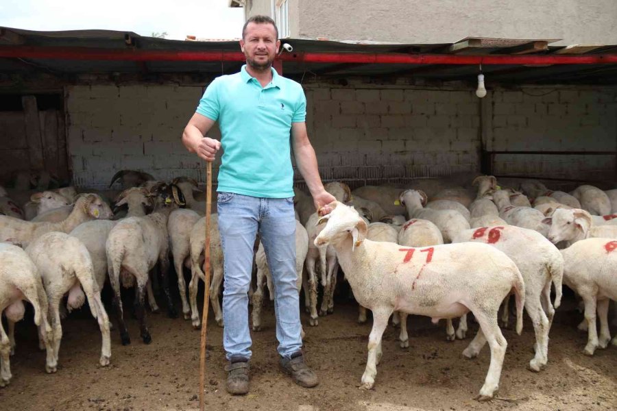 Her Bütçeye En Uygunu Küçükbaş Havan