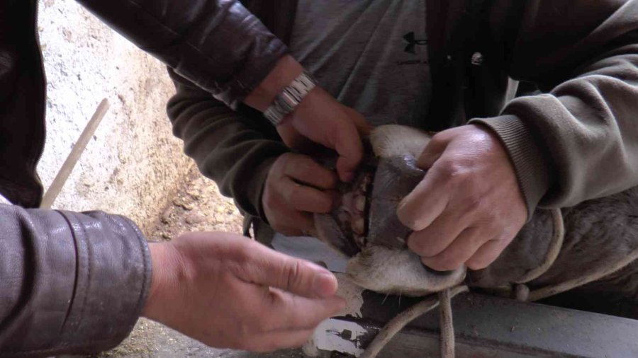 Kurbanlık Alacaklara Uzmanından Uyarı