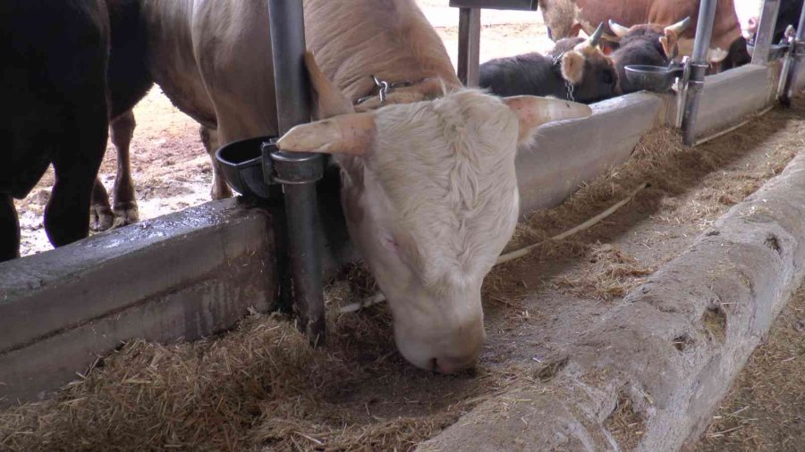 Kurbanlık Alacaklara Uzmanından Uyarı