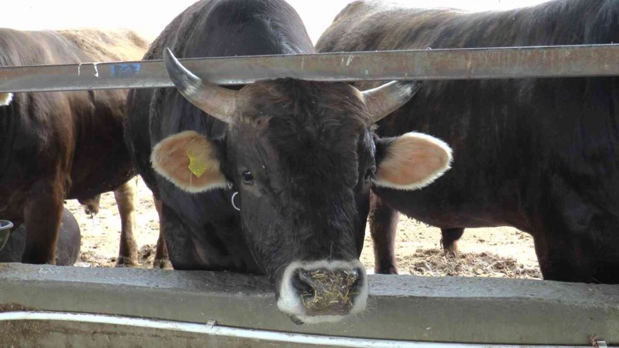Kurbanlık Alacaklara Uzmanından Uyarı