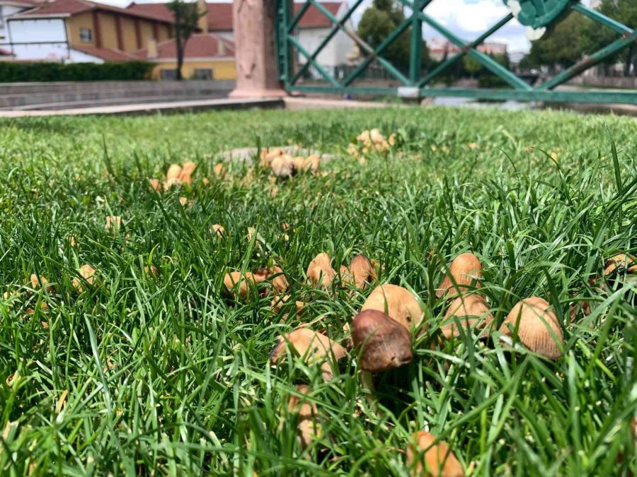 Şehir Merkezi Mantarlarla Doldu