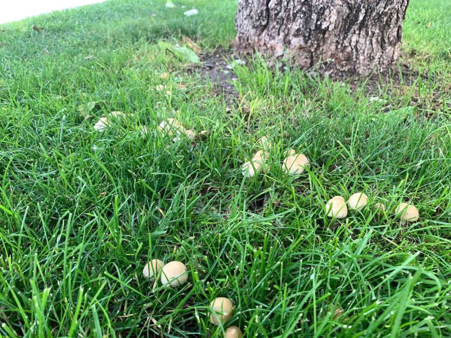 Şehir Merkezi Mantarlarla Doldu