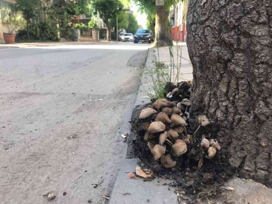 Şehir Merkezi Mantarlarla Doldu