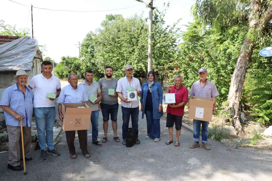 Narenciye Ve Nar Ağaçlarını Avcı Böcek Koruyacak