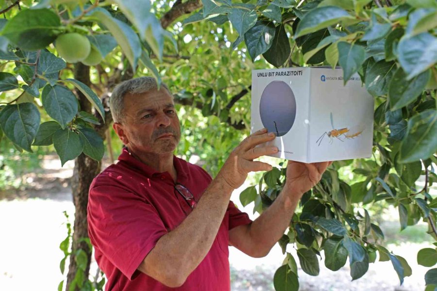 Narenciye Ve Nar Ağaçlarını Avcı Böcek Koruyacak