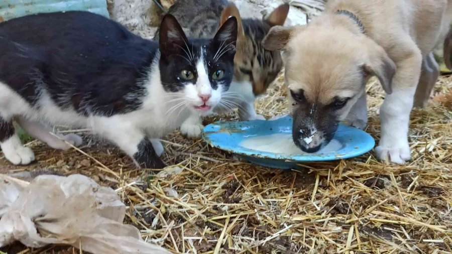 Birlikte Süt İçen Yavru Köpek Ve Kediler Görenlerin İçini Isıttı