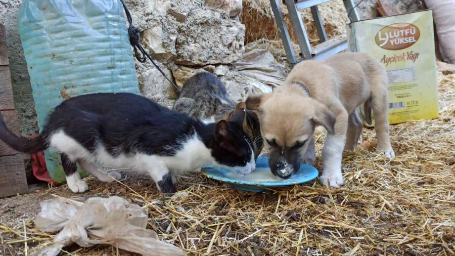Birlikte Süt İçen Yavru Köpek Ve Kediler Görenlerin İçini Isıttı