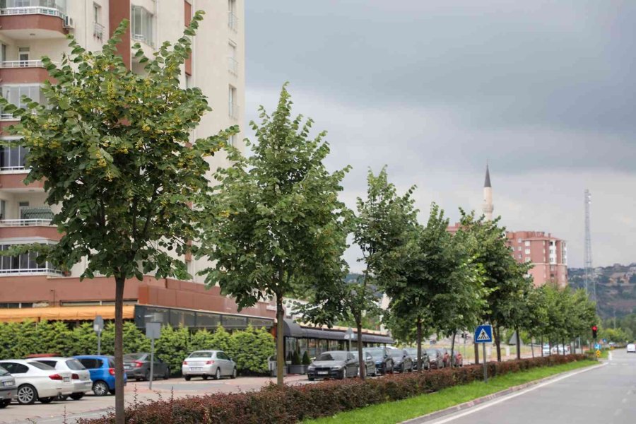 Belediye Ağacını Dikti, Vatandaşlar Ücretsiz Ihlamura Ulaştı