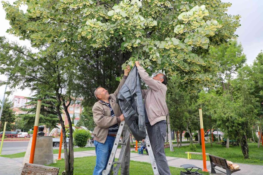 Belediye Ağacını Dikti, Vatandaşlar Ücretsiz Ihlamura Ulaştı