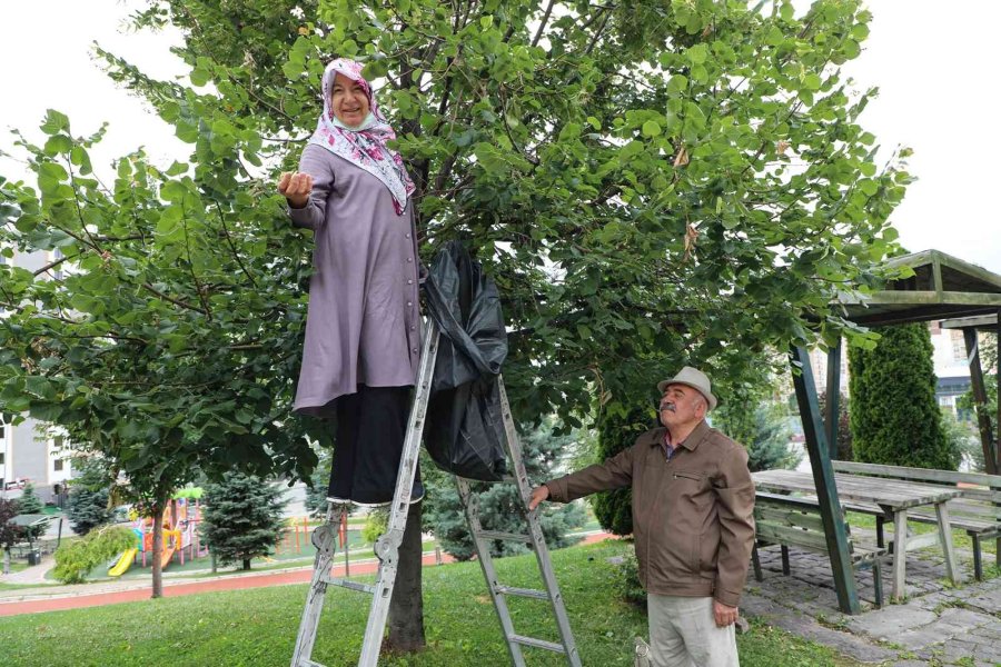 Belediye Ağacını Dikti, Vatandaşlar Ücretsiz Ihlamura Ulaştı