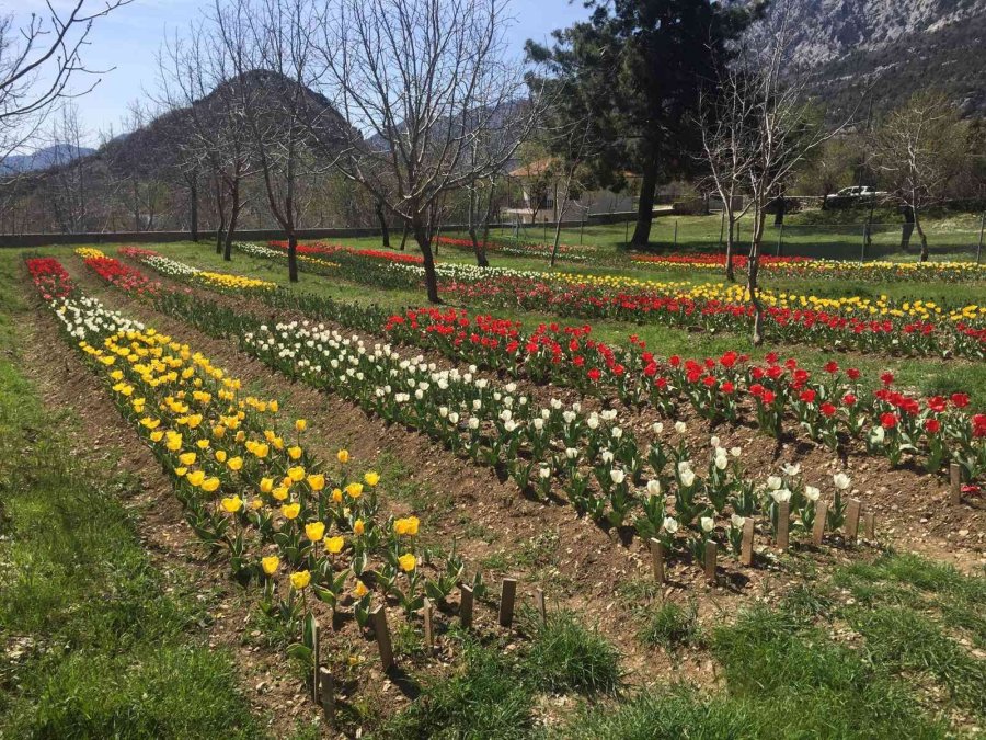 Lale, İbradı’ya Gelir Kaynağı Olacak