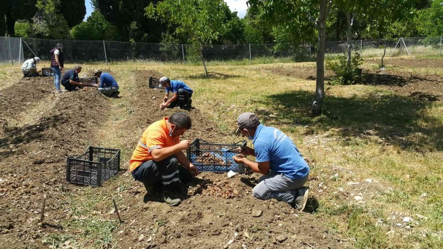 Lale, İbradı’ya Gelir Kaynağı Olacak