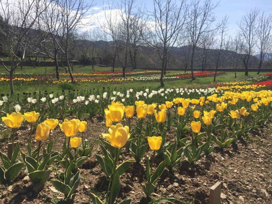 Lale, İbradı’ya Gelir Kaynağı Olacak