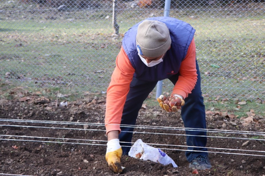 Lale, İbradı’ya Gelir Kaynağı Olacak