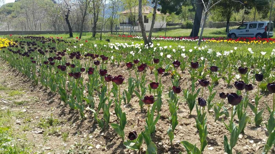 Lale, İbradı’ya Gelir Kaynağı Olacak