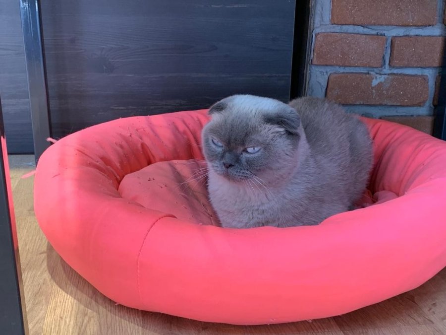 Kedisinin Korkmaması Adına Çözümü Yazı Asmakta Buldu