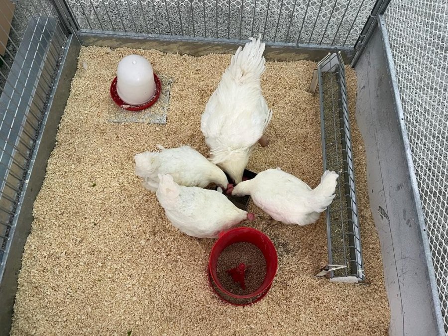 ‘anadolu-t’, Tarla Günü’nde Görücüye Çıktı