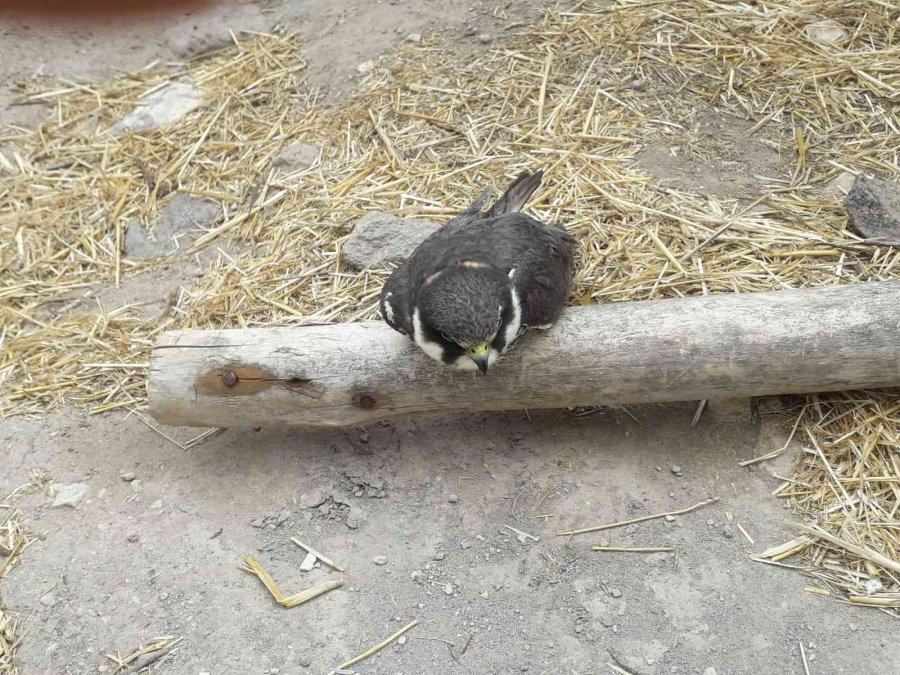 Yaralı Kuşlara Yardım Eli