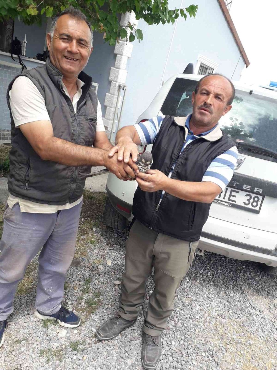 Yaralı Kuşlara Yardım Eli