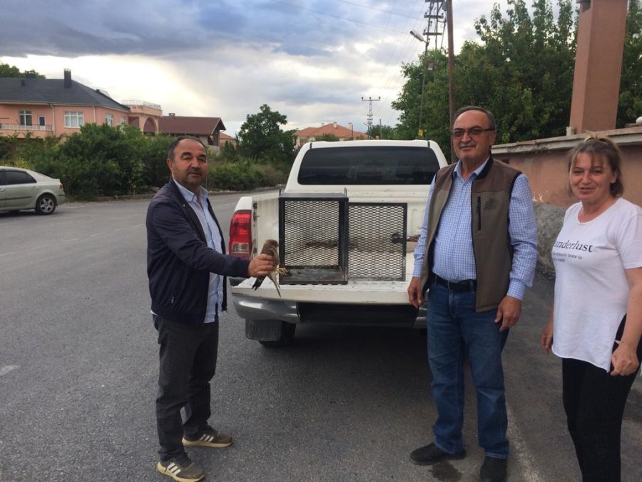 Yaralı Kuşlara Yardım Eli