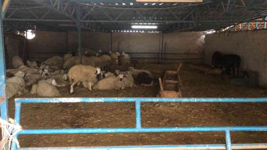 Kurban Bayramı Öncesi Besicilik Yapan Köylüyü Dolandıran Çete Çökertildi